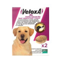 Veloxa XL 2 Comprimés Vermifuge Chien +17