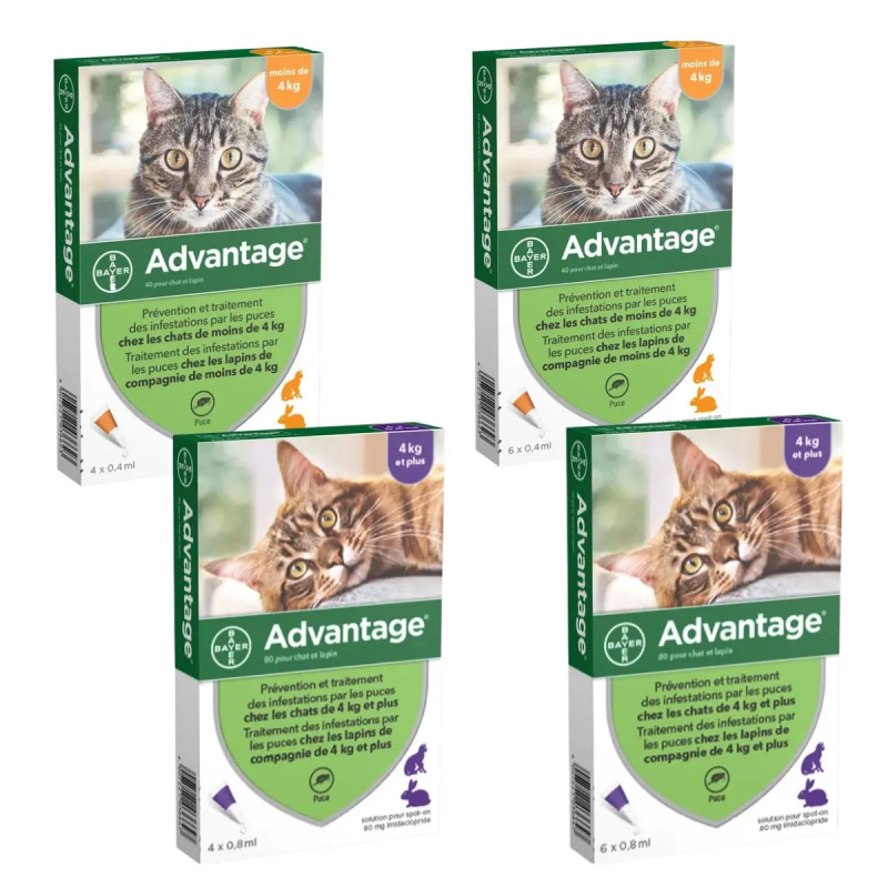 Advantage Chat & lapin Pipettes Anti-puces