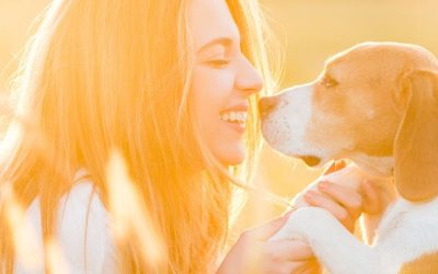 Traitement anti puce pour chien : tout ce que vous devez savoir