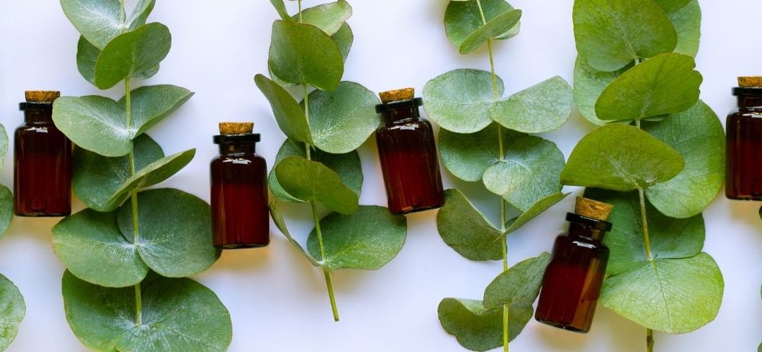 L’huile essentielle d’Eucalyptus radié: un must-have !