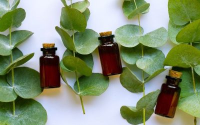L’huile essentielle d’Eucalyptus radié: un must-have !