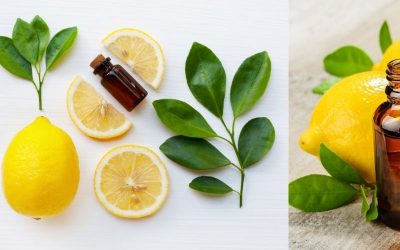 Tout ce que vous devez savoir sur l’essence de citron