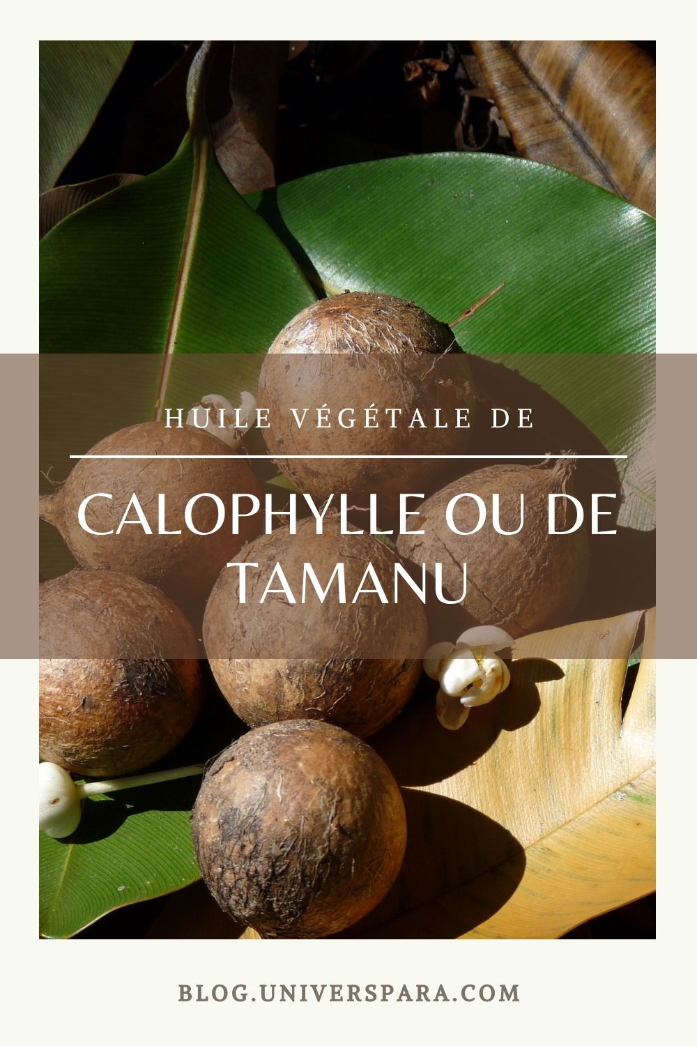 Huile Végétale Calophylle (Tamanu) BIO | Herboristerie Dr Sammut