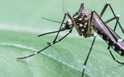 Anti-moustiques : notre sélection nuisible aux moustiques