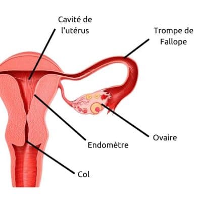 Guide pratique du col de l'utérus : Observer, autopalper et suivre les  changements lors du cycle menstruel – Moonly