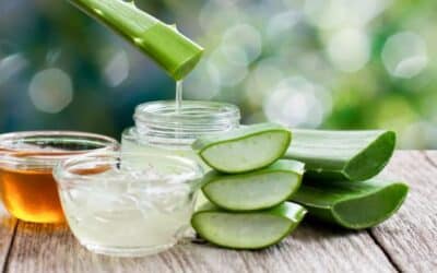 L’Aloe vera : une plante aux multiples vertus