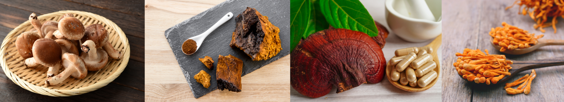 Les champignons champignon